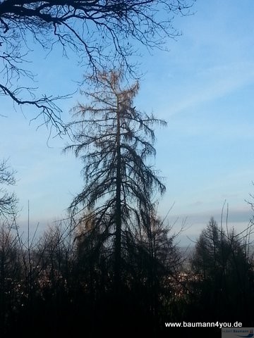 Rund um die Kippenburg - Baum