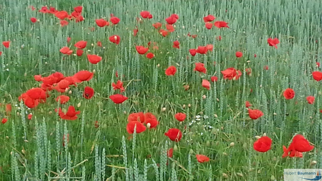 Mohnblumen im Feld (bei Schmerlenbach am Judenberg) - Kategorien: Pflanzen / Blumen  20140530_171348_Android-1024x576