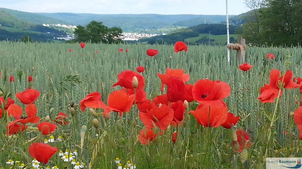 Mohnblumen im Feld (bei Schmerlenbach am Judenberg) - Kategorien: Pflanzen / Blumen  20140530_171710_Android-1024x576
