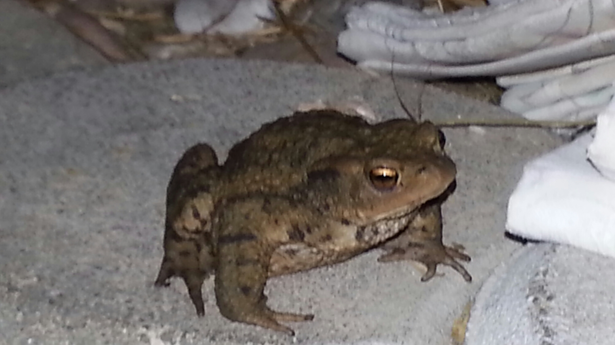 Frosch oder Kröte? Abendlicher Besuch auf der Terrasse - Kategorien: Satire Tiere  wpid-20140713_221527