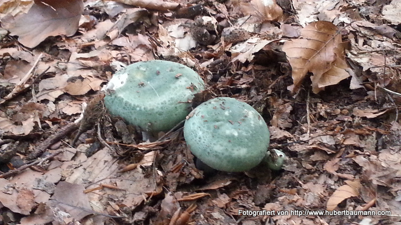 Pilze im Wald - Kategorien: Kurzmeldung  20140803_121522_Android