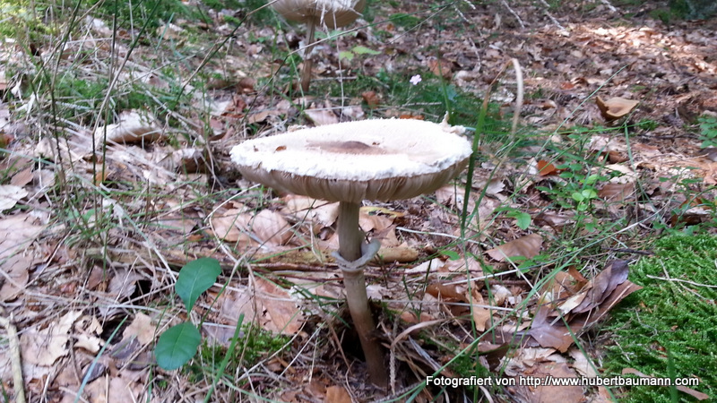 Pilze im Wald - Kategorien: Kurzmeldung  20140906_114104_Android