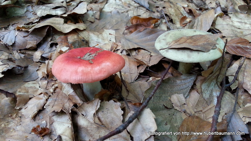 Pilze im Wald - Kategorien: Kurzmeldung  20140906_114224_Android