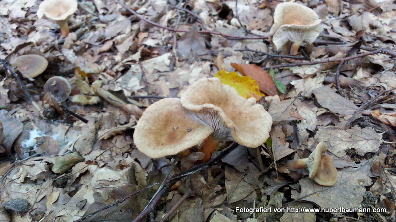 Pilze im Wald - Kategorien: Kurzmeldung  20140906_114327_Android