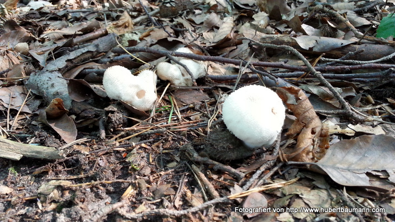 Pilze im Wald - Kategorien: Kurzmeldung  20140906_114547_Android