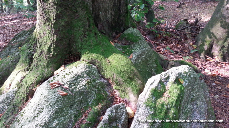 Pilze im Wald - Kategorien: Kurzmeldung  20140906_114948_Android