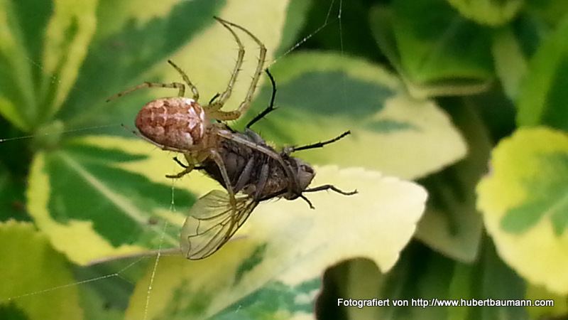 Spinne frisst Fliege - Kategorien: Tiere  20140906_122635_Android-001