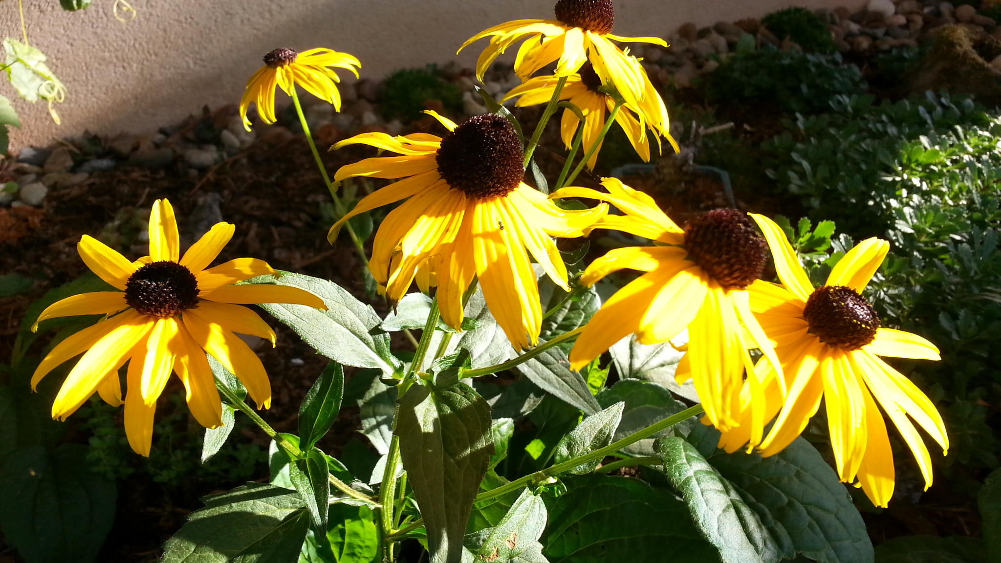 Sonnenhut im Garten - Kategorien: Pflanzen / Blumen  Sonnenhut